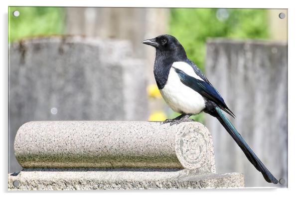 Magpie Perched Atop A Headstone. Acrylic by Ste Jones