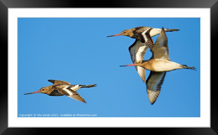 Bar Tailed Godwits In Flight Framed Mounted Print by Ste Jones