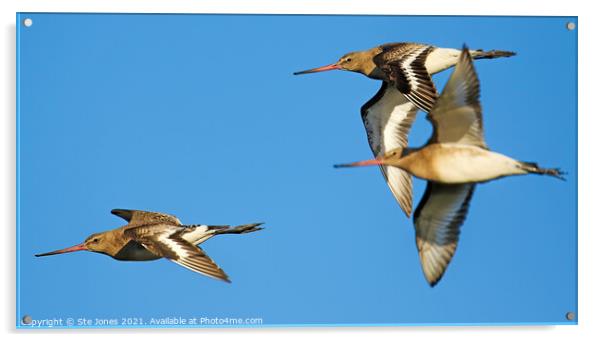 Bar Tailed Godwits In Flight Acrylic by Ste Jones