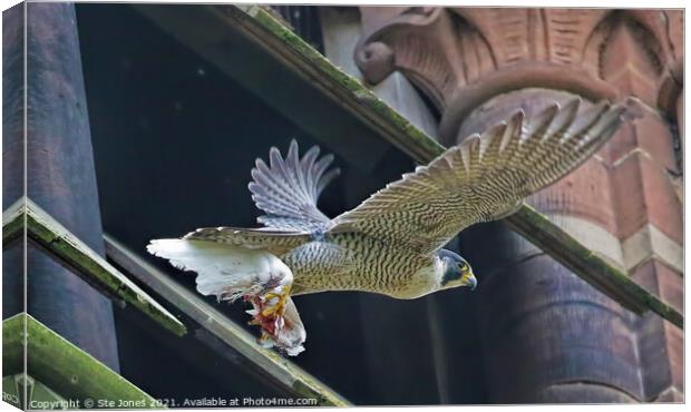 On The Wings Of A Dove Canvas Print by Ste Jones