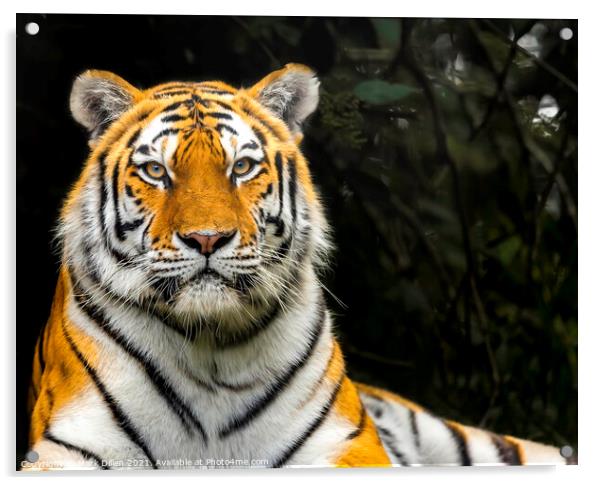 Amur Tiger Port Lympne Acrylic by Mark Dillen