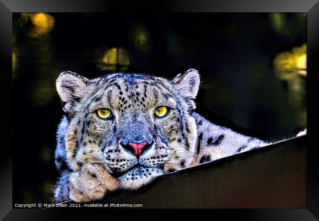 A Snow Leopard portrait Framed Print by Mark Dillen