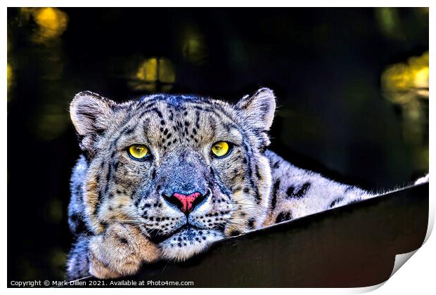A Snow Leopard portrait Print by Mark Dillen