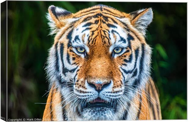 Amur Tiger Paradise Wildlife Park Canvas Print by Mark Dillen