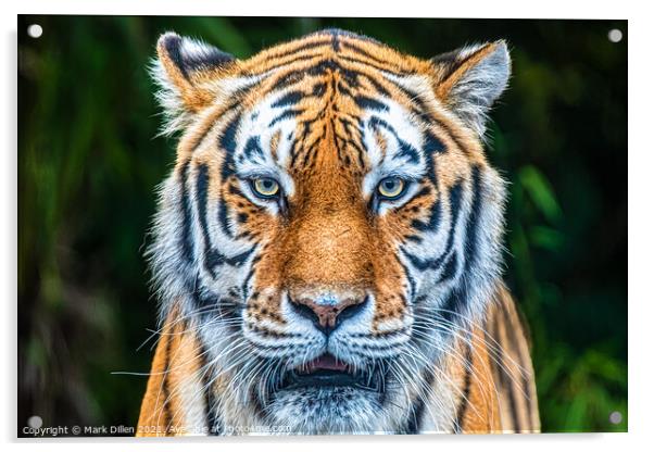 Amur Tiger Paradise Wildlife Park Acrylic by Mark Dillen