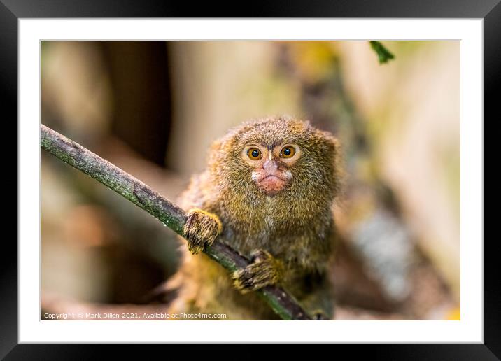 A Pygmy Marmoset sitting on a branch Framed Mounted Print by Mark Dillen