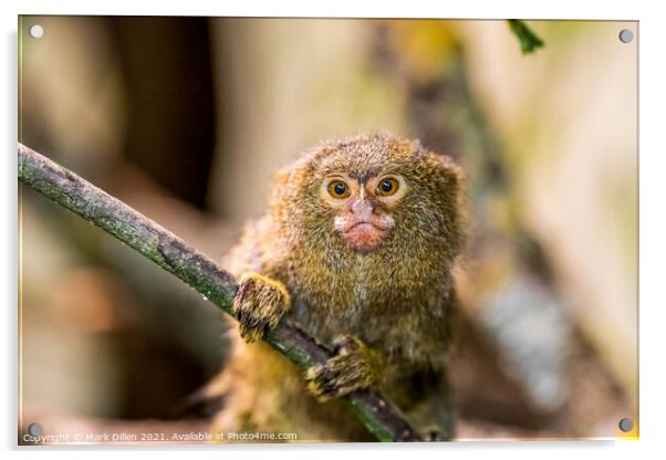 A Pygmy Marmoset sitting on a branch Acrylic by Mark Dillen