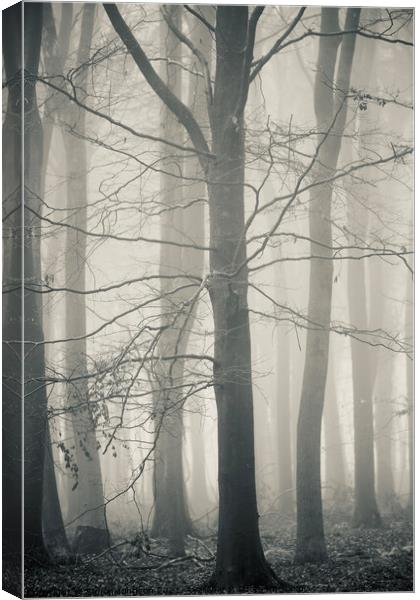 Tree Architecturer Canvas Print by Simon Johnson