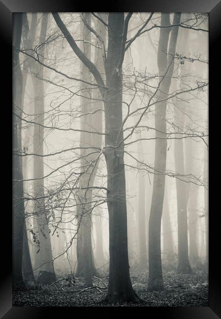 Tree Architecturer Framed Print by Simon Johnson