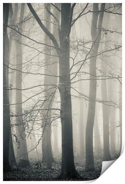 Tree Architecturer Print by Simon Johnson
