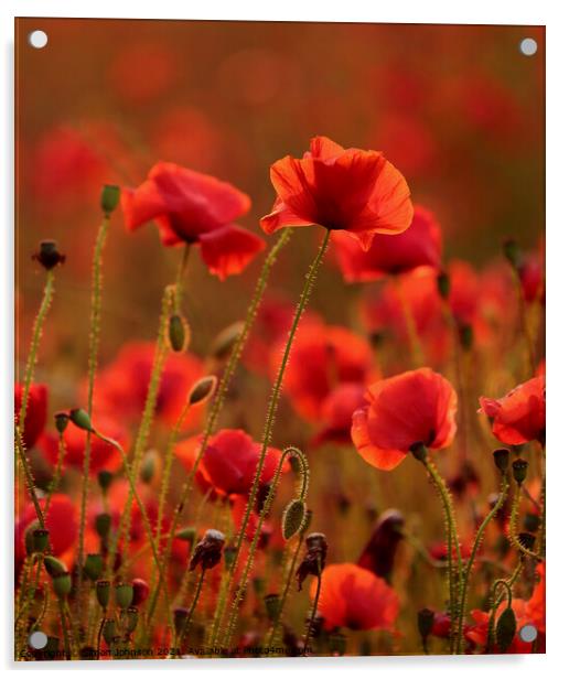 sunlit poppies Acrylic by Simon Johnson