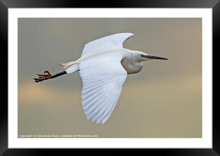 Little Egret In Flight Framed Mounted Print by Ste Jones