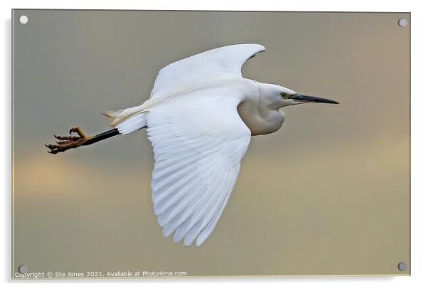 Little Egret In Flight Acrylic by Ste Jones
