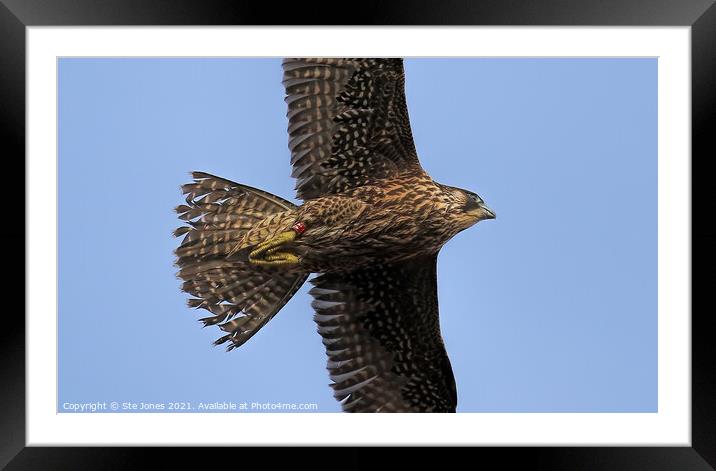 Young Peregrine Falcon Framed Mounted Print by Ste Jones