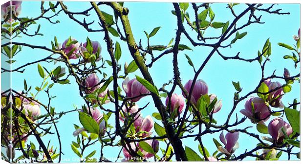 magnolia blooms Canvas Print by Sharon Lisa Clarke