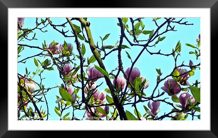magnolia blooms Framed Mounted Print by Sharon Lisa Clarke