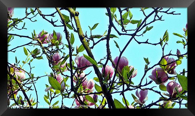 magnolia blooms Framed Print by Sharon Lisa Clarke