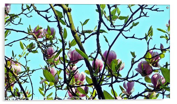 magnolia blooms Acrylic by Sharon Lisa Clarke