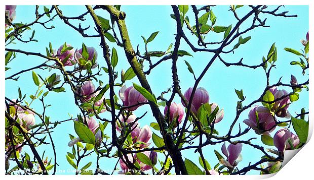 magnolia blooms Print by Sharon Lisa Clarke