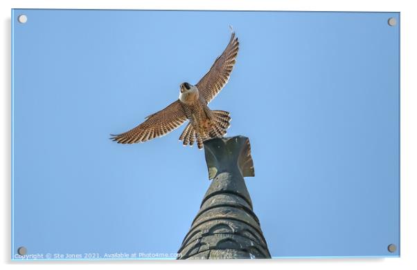 Peregrine Falcon Acrylic by Ste Jones