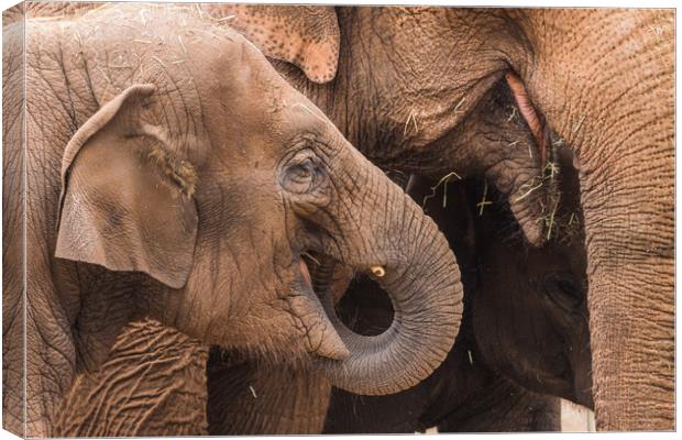Three elephants feeding Canvas Print by Jason Wells