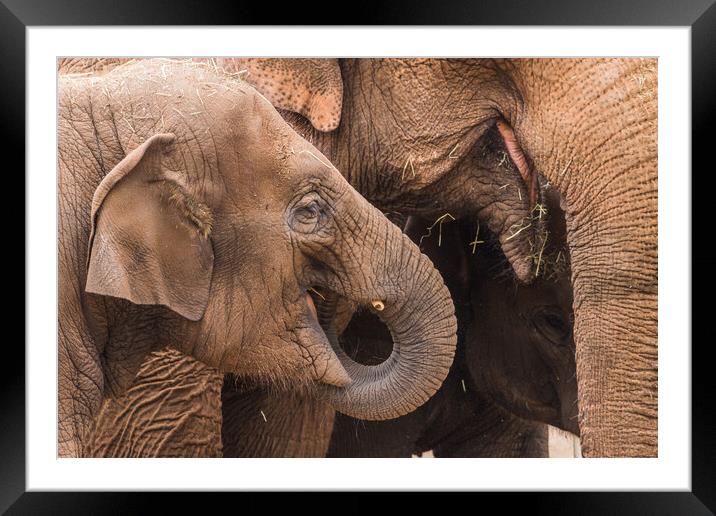 Three elephants feeding Framed Mounted Print by Jason Wells