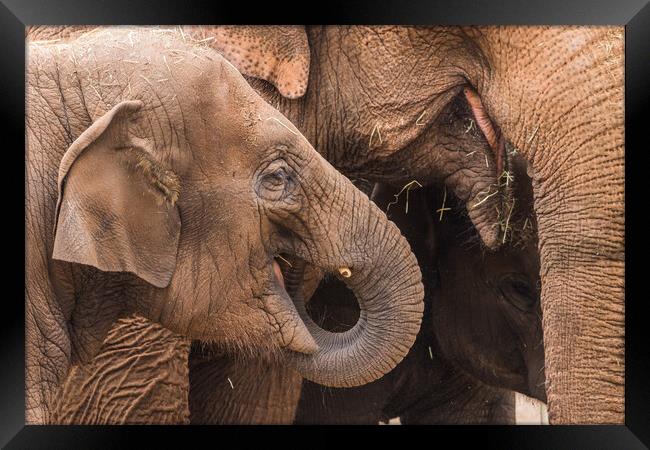 Three elephants feeding Framed Print by Jason Wells