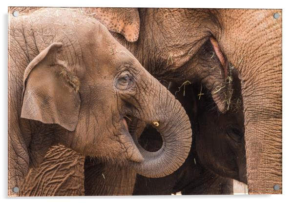 Three elephants feeding Acrylic by Jason Wells