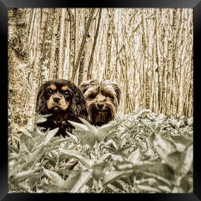 Woodland Canine Charcoal Portrait Framed Print by Roger Mechan