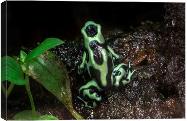 Green and Black Poison Dart Frog Canvas Print by Arterra 