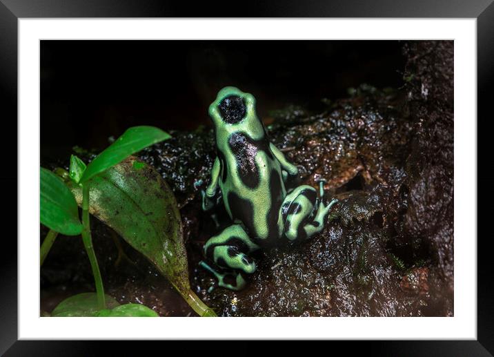 Green and Black Poison Dart Frog Framed Mounted Print by Arterra 