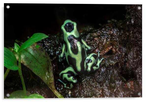 Green and Black Poison Dart Frog Acrylic by Arterra 
