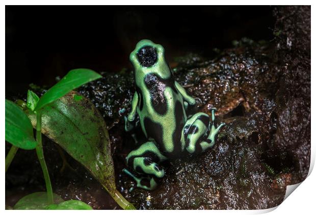 Green and Black Poison Dart Frog Print by Arterra 