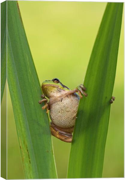 Tree Frog in Reed Bed Canvas Print by Arterra 