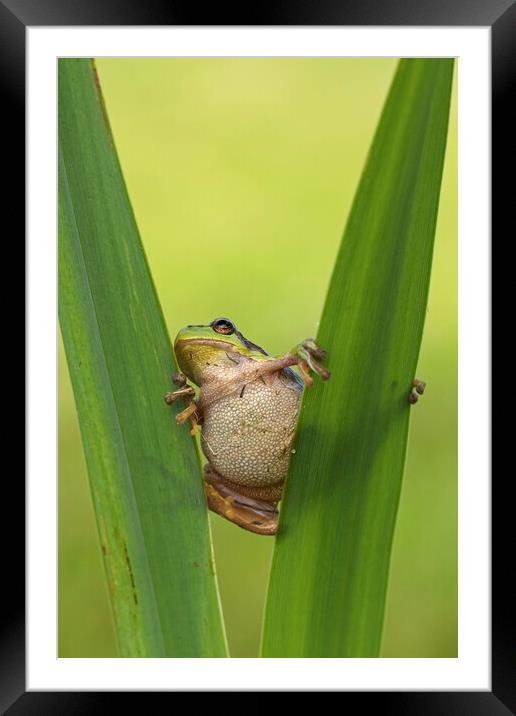 Tree Frog in Reed Bed Framed Mounted Print by Arterra 