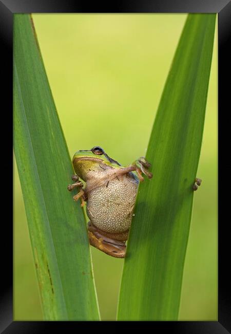 Tree Frog in Reed Bed Framed Print by Arterra 