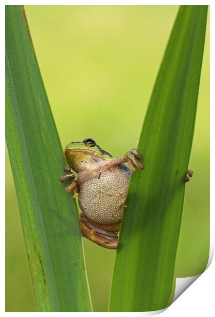 Tree Frog in Reed Bed Print by Arterra 