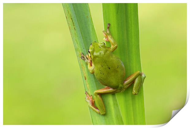 Climbing Tree Frog Print by Arterra 