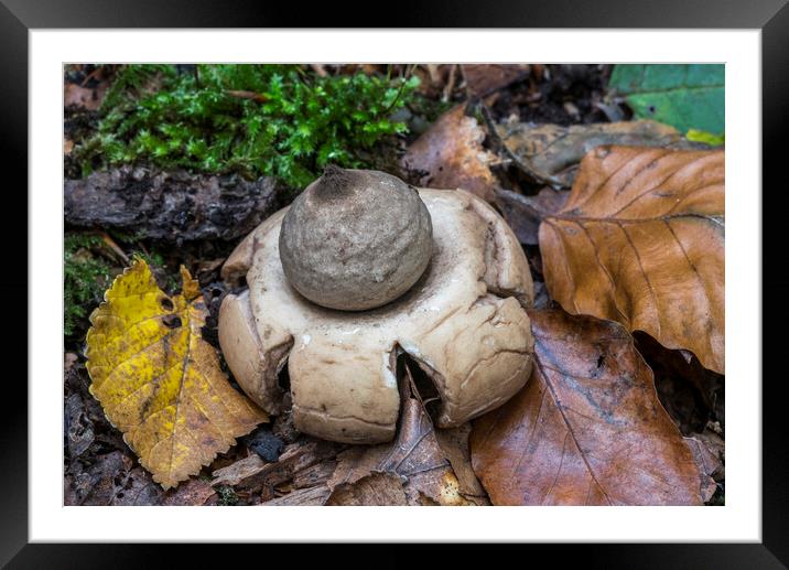 Collared Earthstar in Woodland Framed Mounted Print by Arterra 