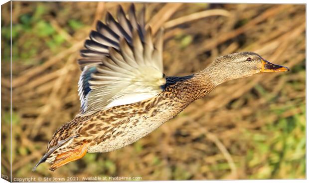 Female Mallard Duck In Flight Canvas Print by Ste Jones