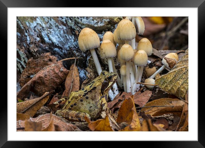 Common Frog and Mushrooms in Forest Framed Mounted Print by Arterra 
