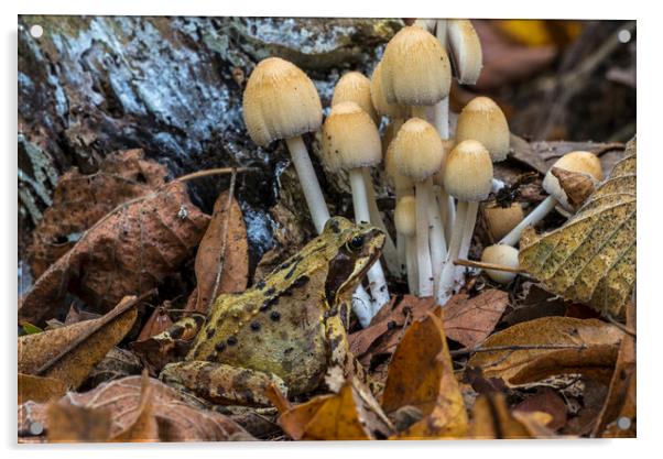 Common Frog and Mushrooms in Forest Acrylic by Arterra 