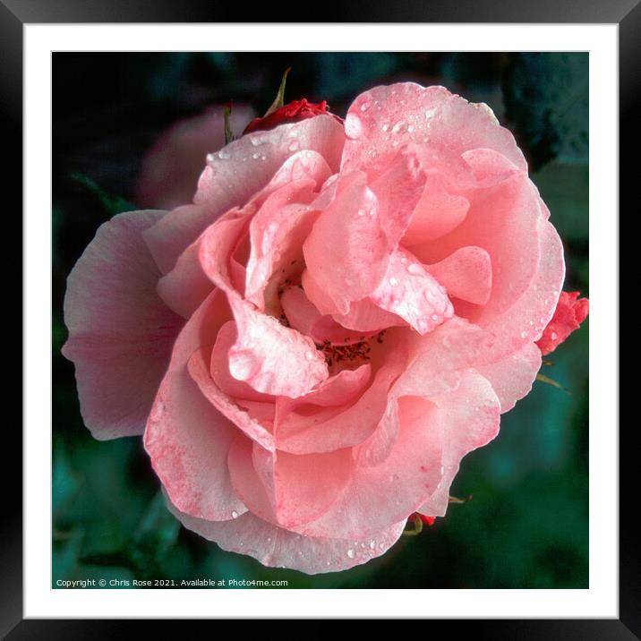 Pink rose Framed Mounted Print by Chris Rose