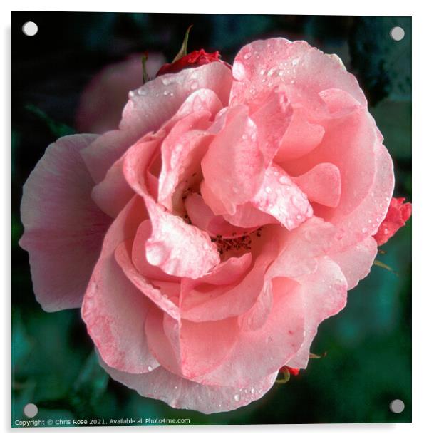 Pink rose Acrylic by Chris Rose