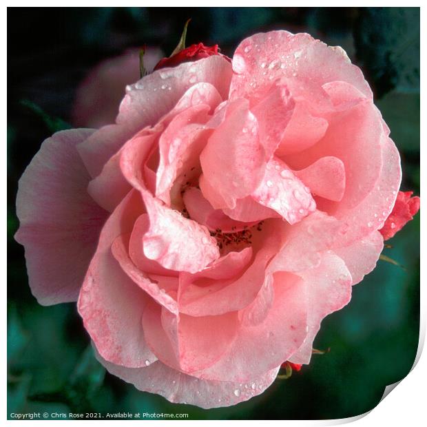 Pink rose Print by Chris Rose