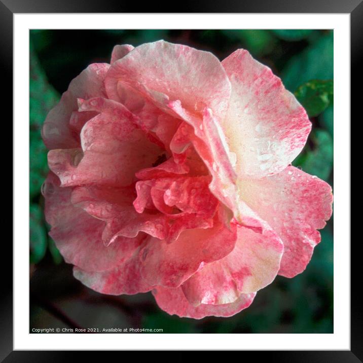 Pink rose Framed Mounted Print by Chris Rose