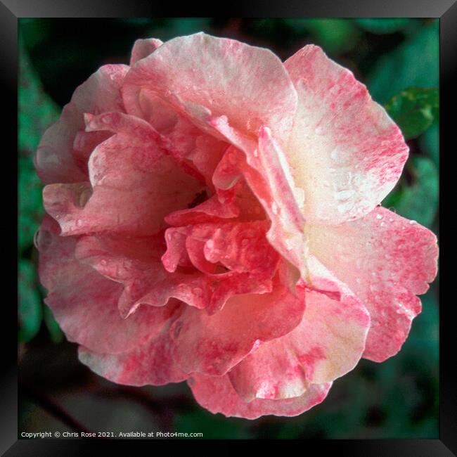 Pink rose Framed Print by Chris Rose