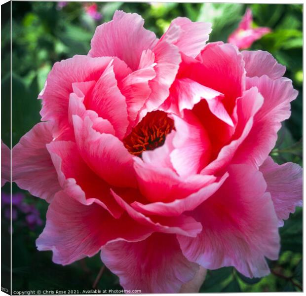 Peony bloom Canvas Print by Chris Rose