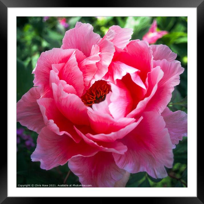 Peony bloom Framed Mounted Print by Chris Rose
