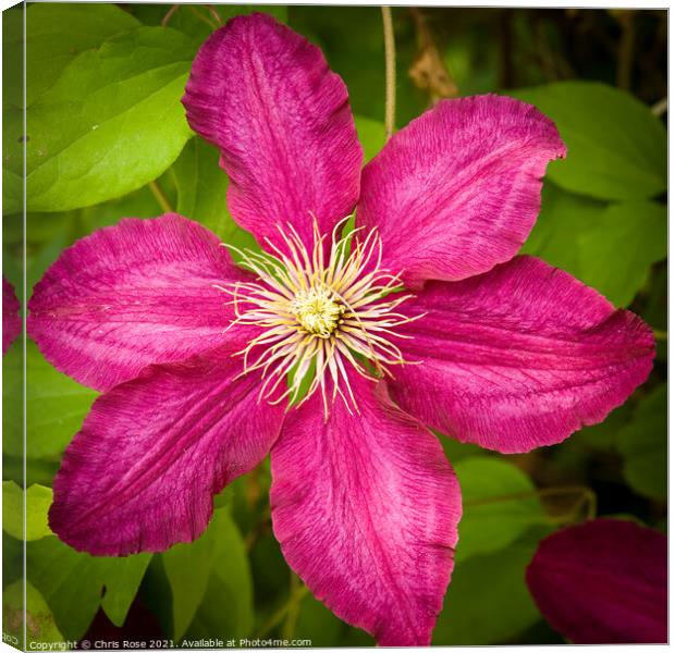 Purple clematis Canvas Print by Chris Rose